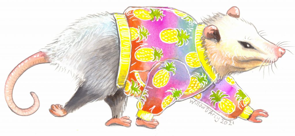 Cute illustration of a possum in a brightly colored jacket with pineapples and a pink ombre background