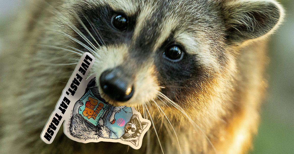 A photo of a closeup of a raccoon with a sticker in it's mouth